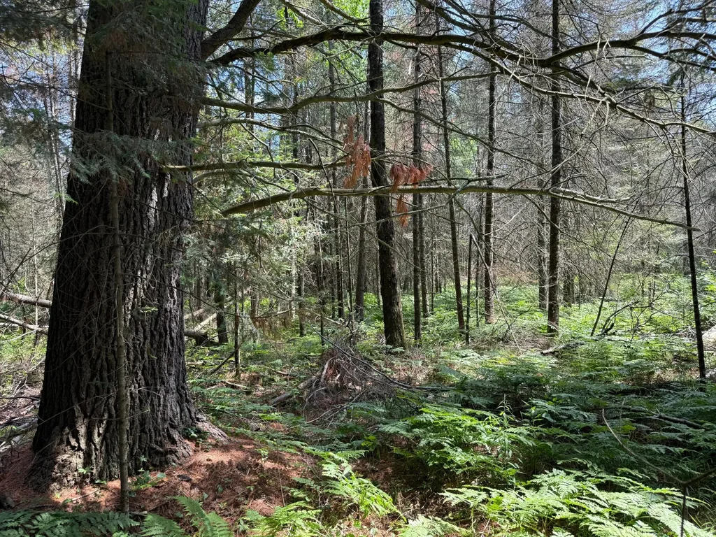 3280 Murmuring Pines Tr, Pelican