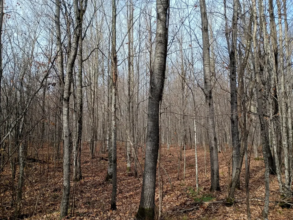 On Right Of Way Rd # 20ac, Glidden