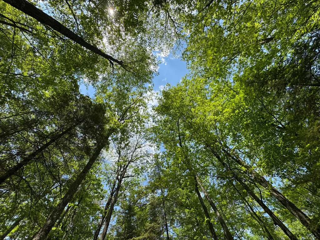 309/310 Deerwood Rd, Minocqua