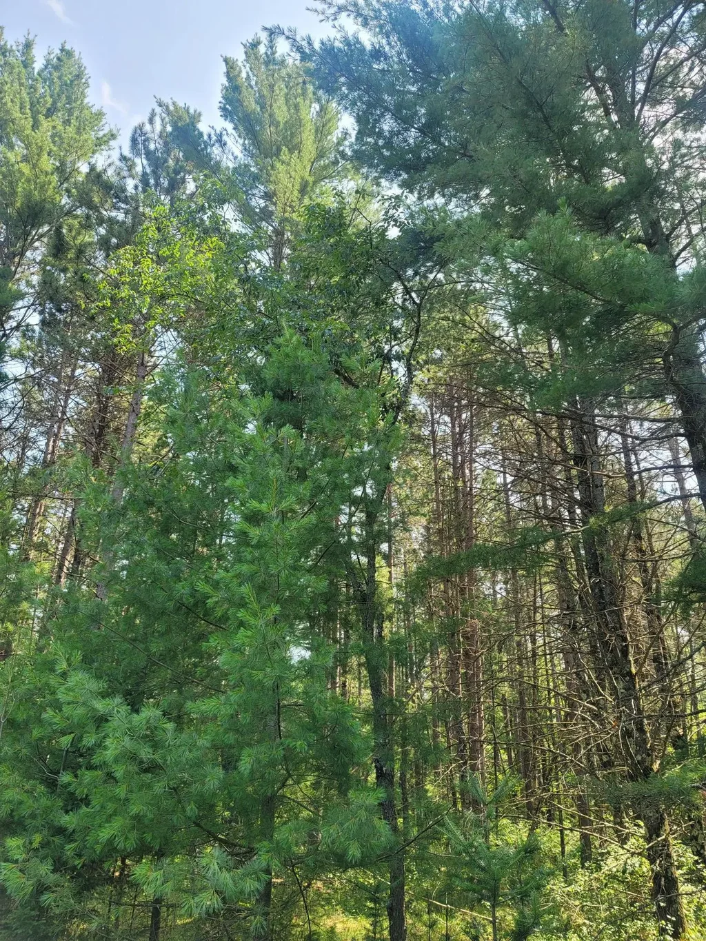 Off Blue Lake Rd, Minocqua