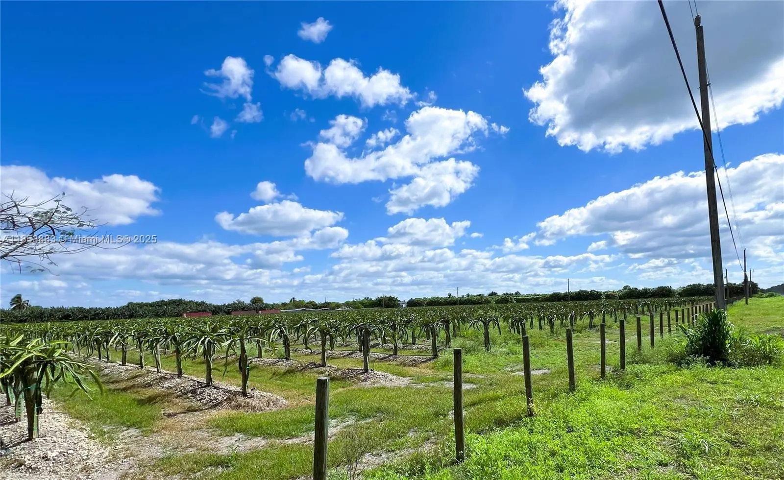 Photo of Listing #A11853883