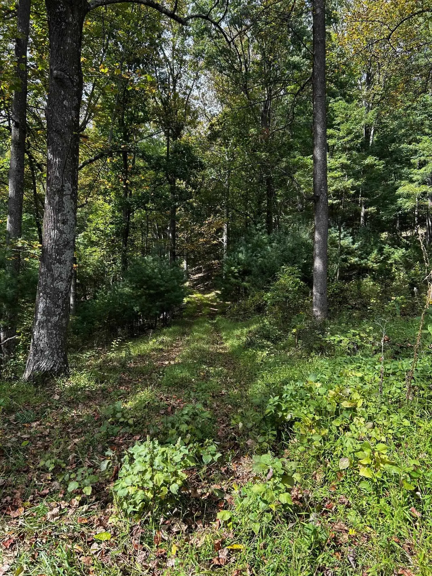 Rocky Branch Rd, Luray