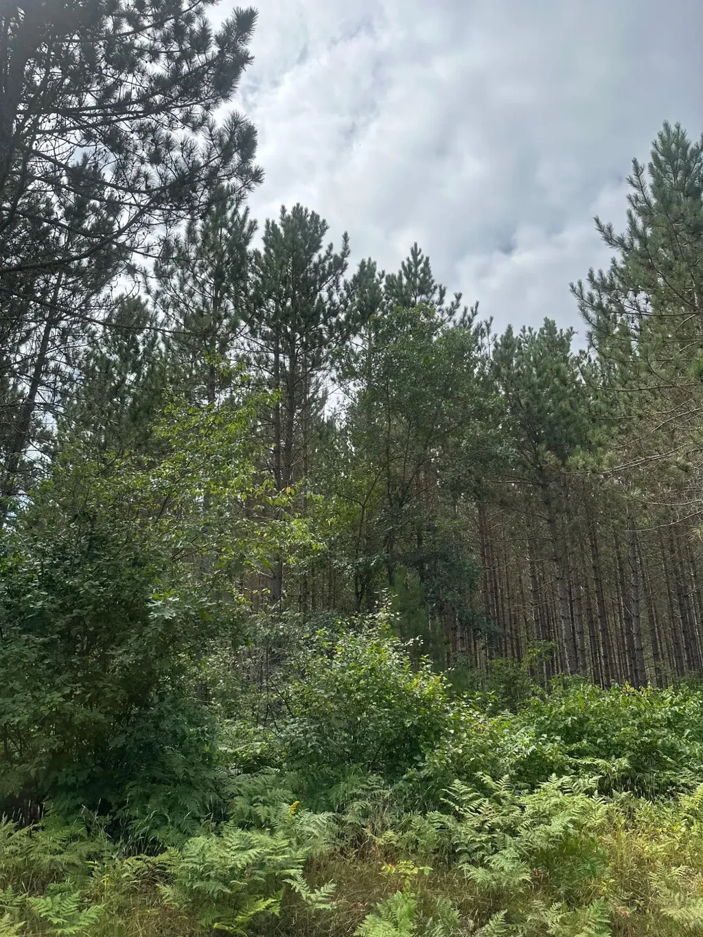 On Lee Rd # Lot 1, Tomahawk