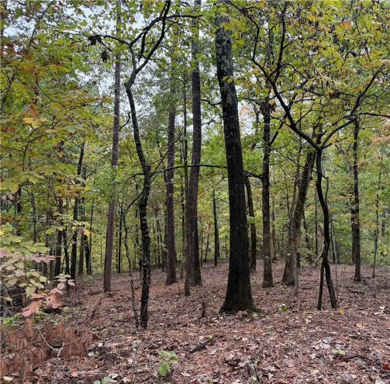 Potter Lane, Bella Vista