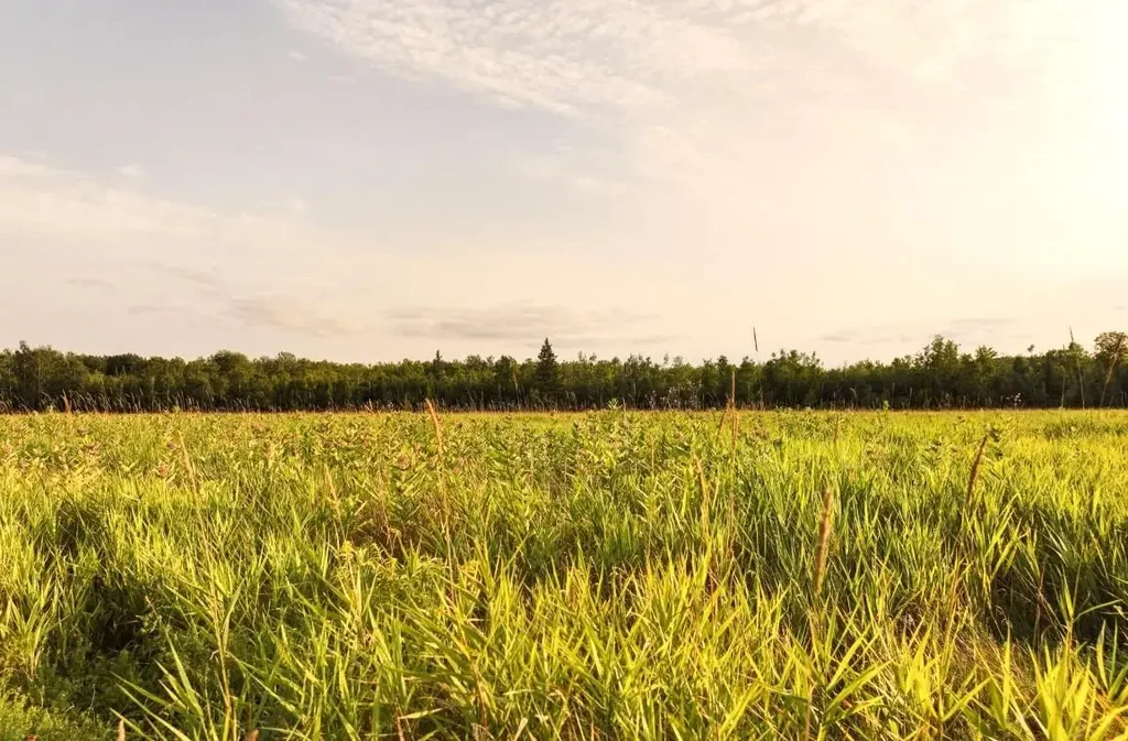 On Suring Ln # 31 Acres, Argonne