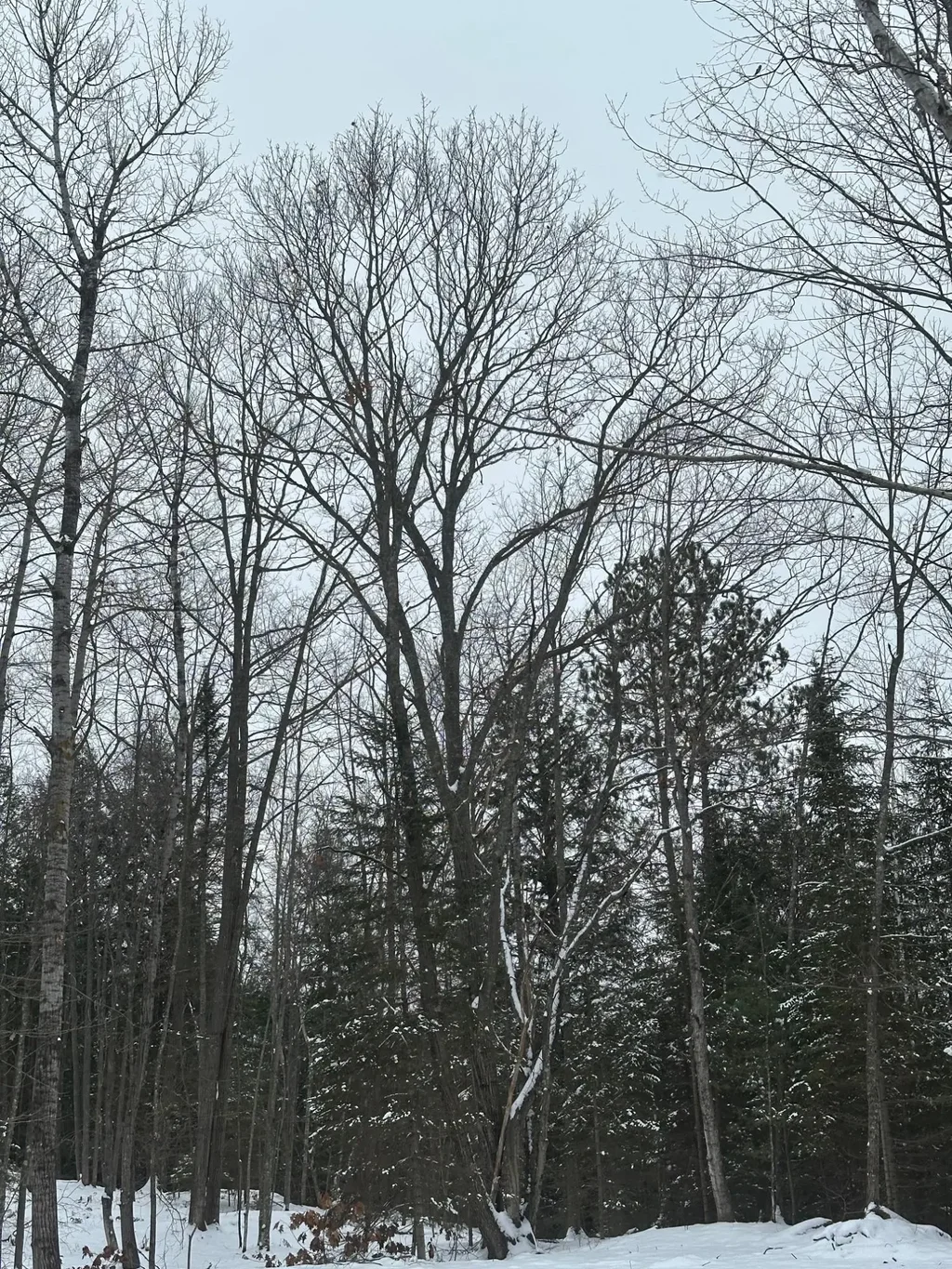 On Hwy 17, Rhinelander