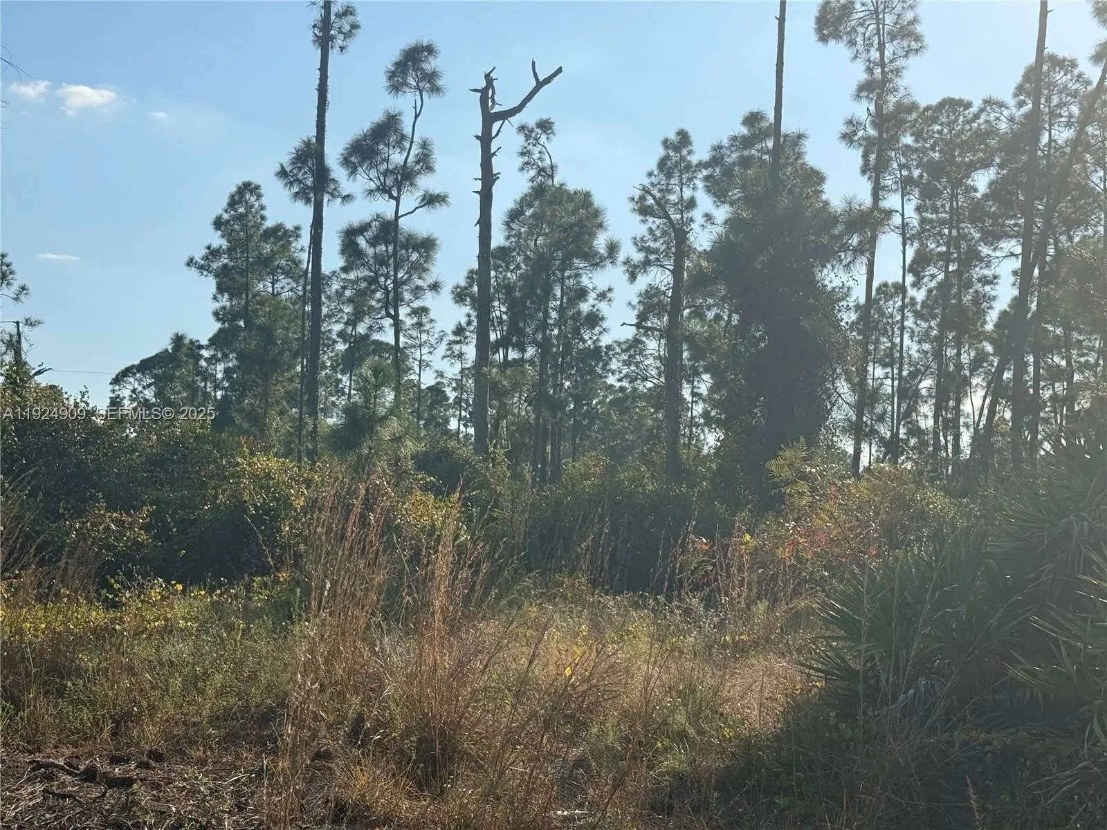 Photo of Listing #A11924909