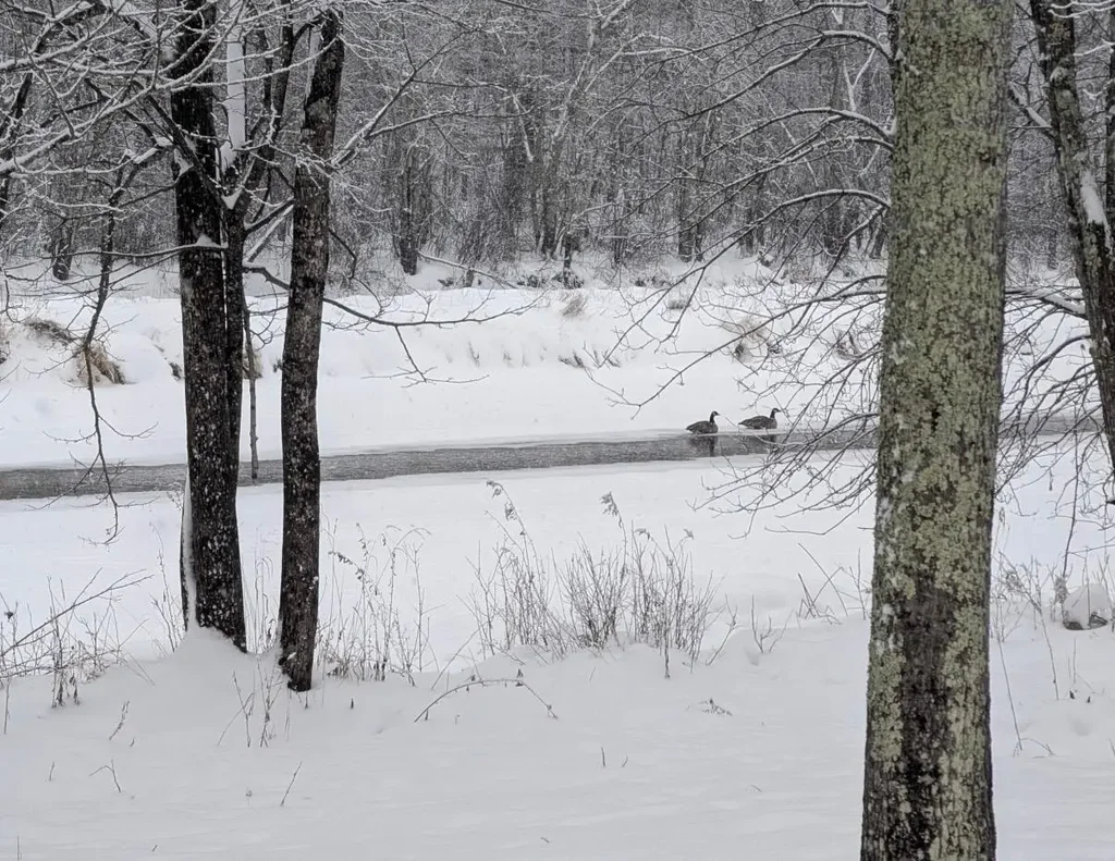 N9374 Up River Rd, Phillips