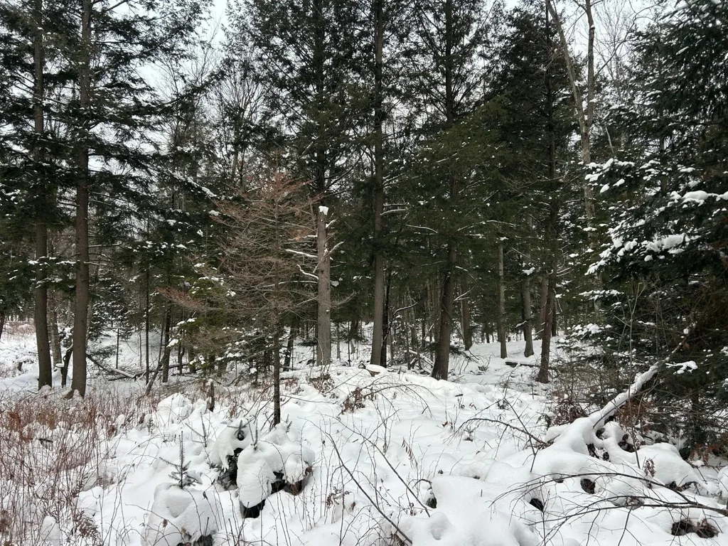 Lot 20 Cth G, Pelican Lake