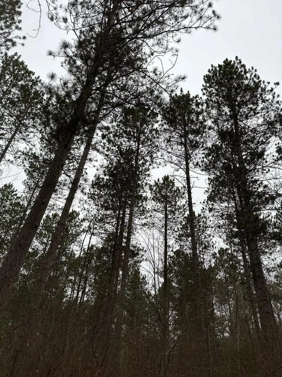 On Swamp Creek Rd # 4069-5, Jackson