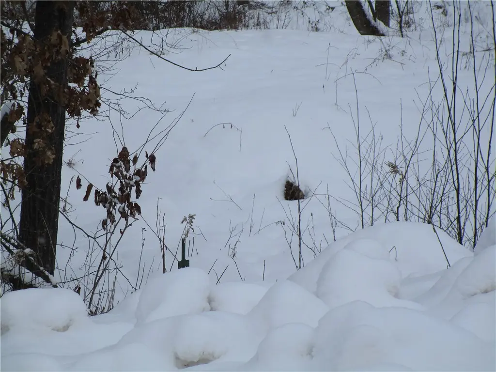 Camp Road, Weyerhaeuser