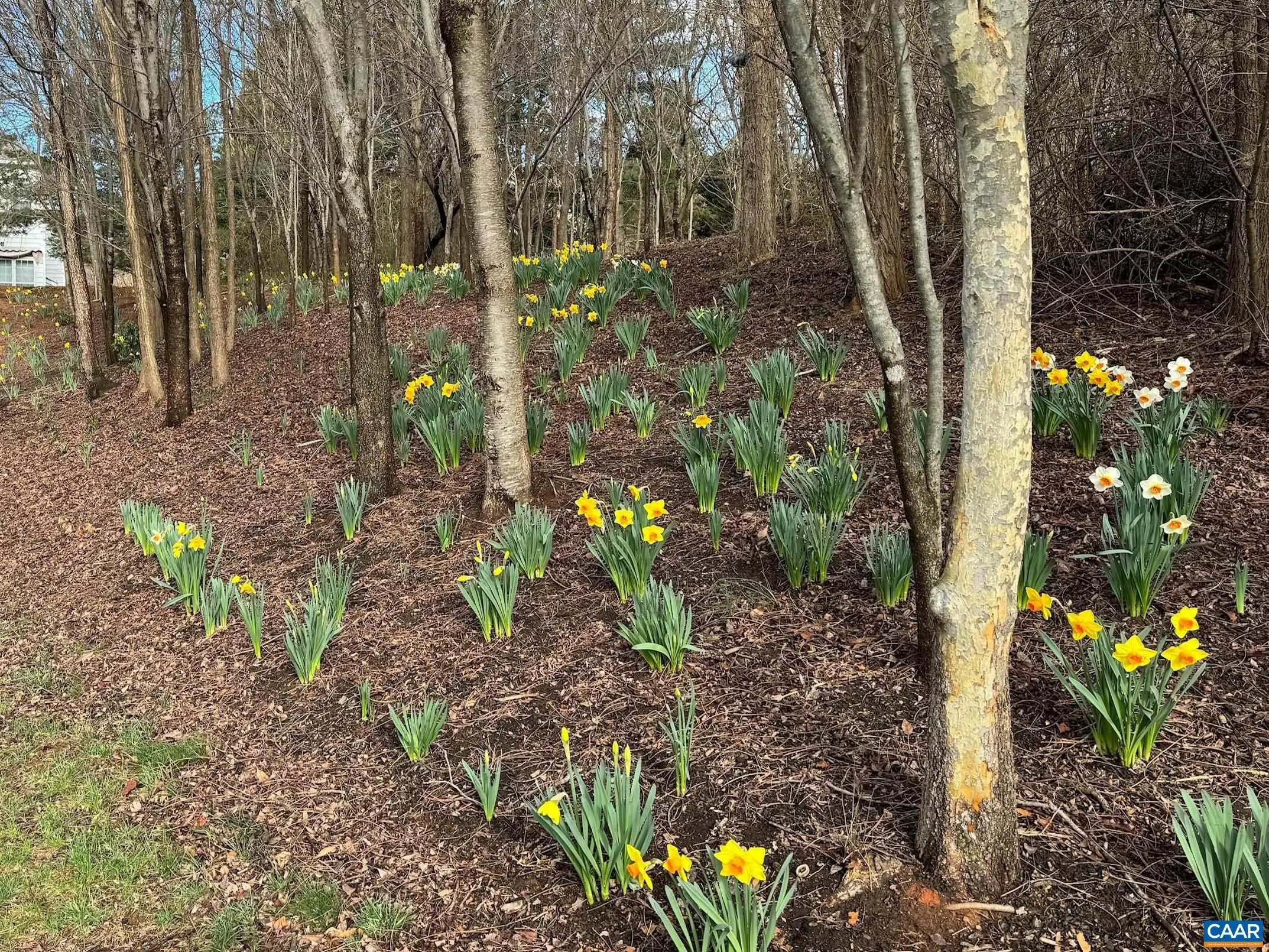 Tbd Edmond Dr, Crozet