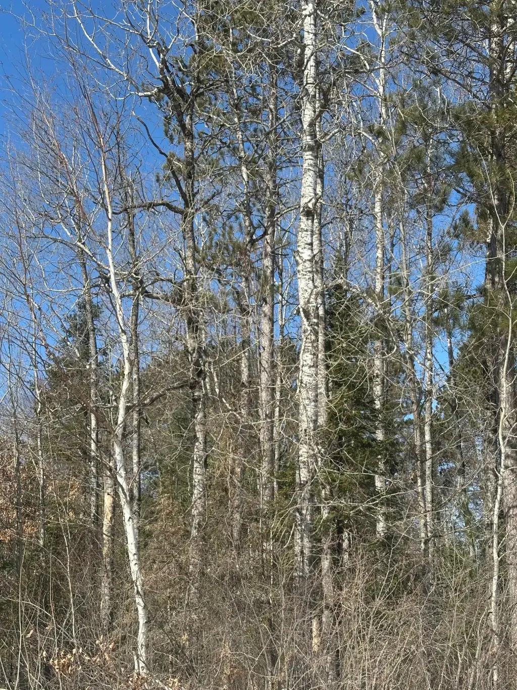On Burrows Lake Rd # Lot 4, Tomahawk