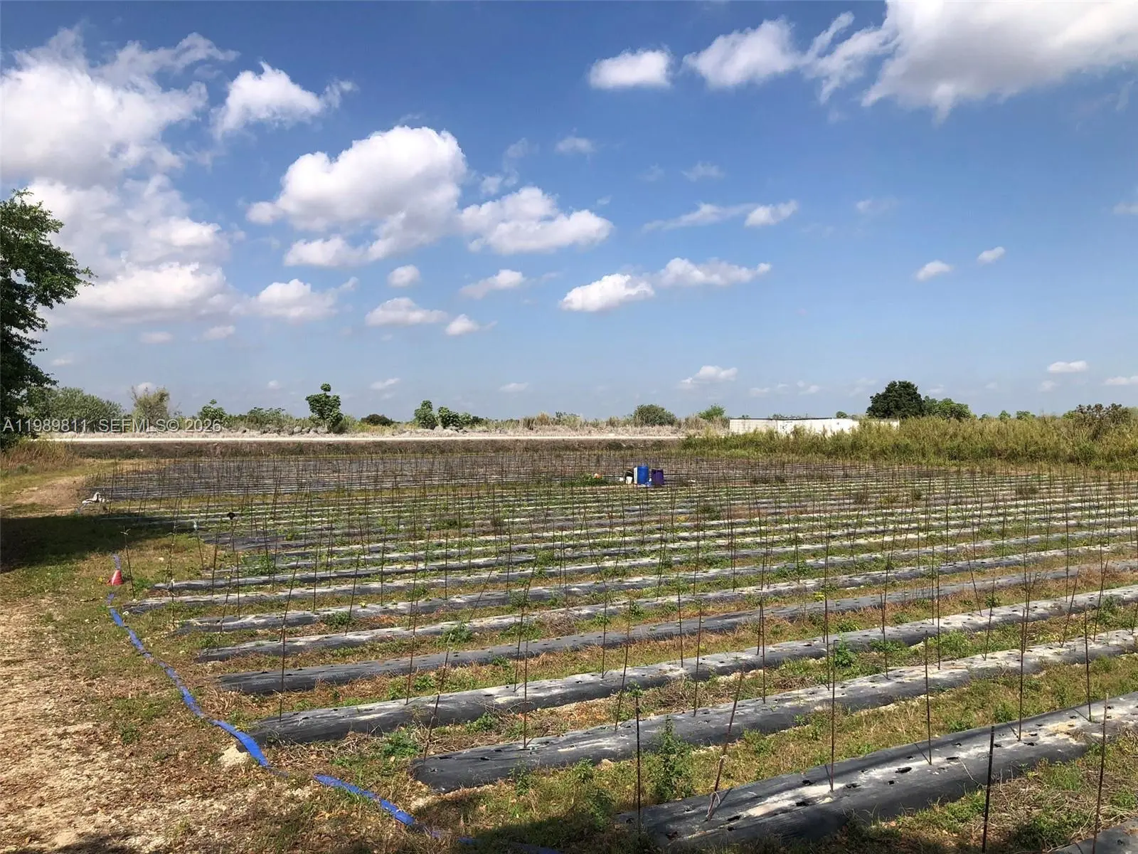 Photo of Listing #A11989811