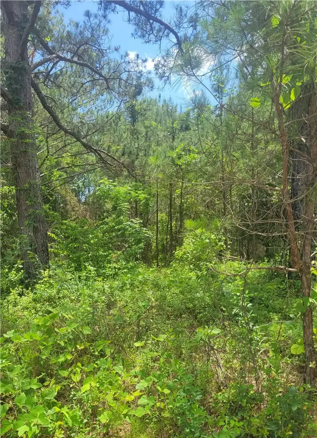 O. B. Brown Rd, Auburn