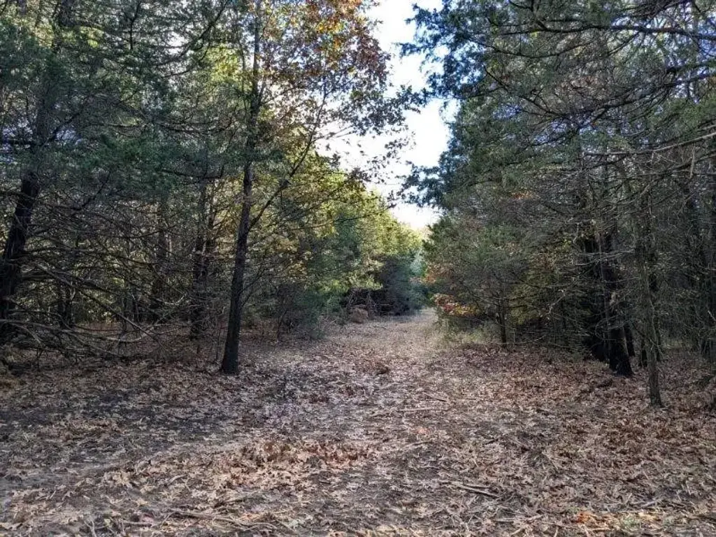 Pine Tree, Prairie Grove
