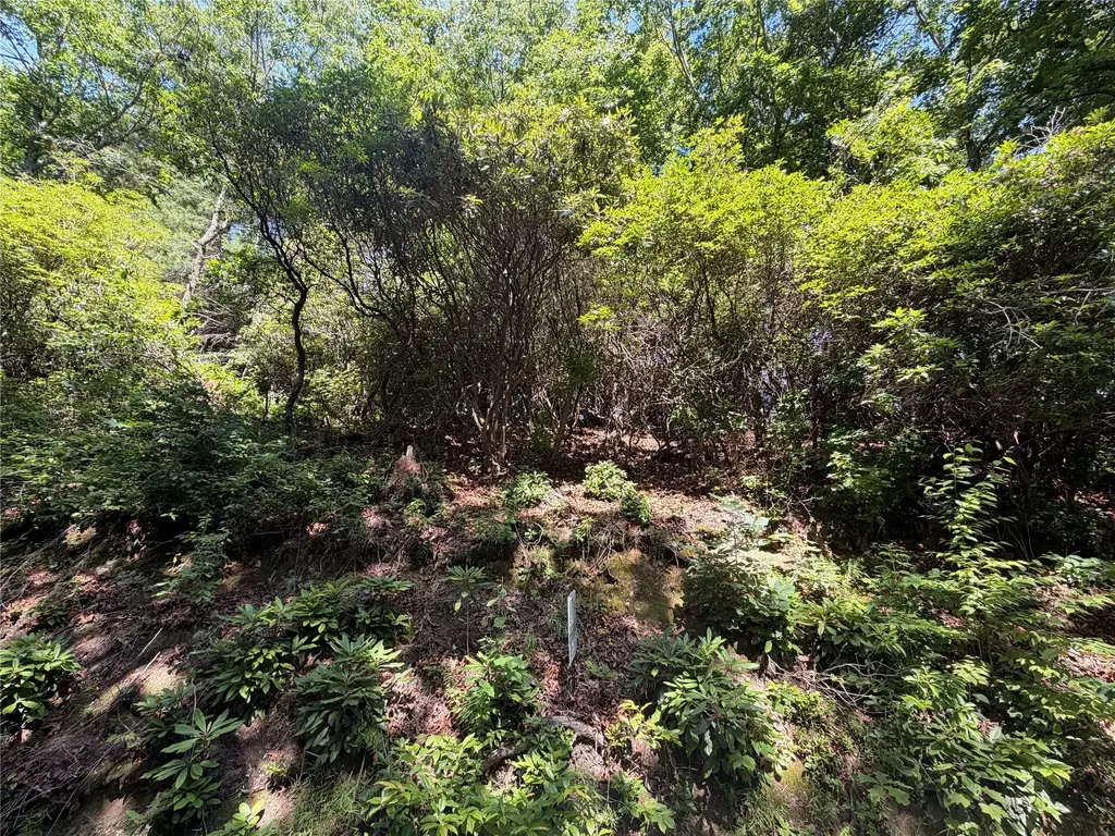 Old Bear Ridge Road, Scaly Mountain