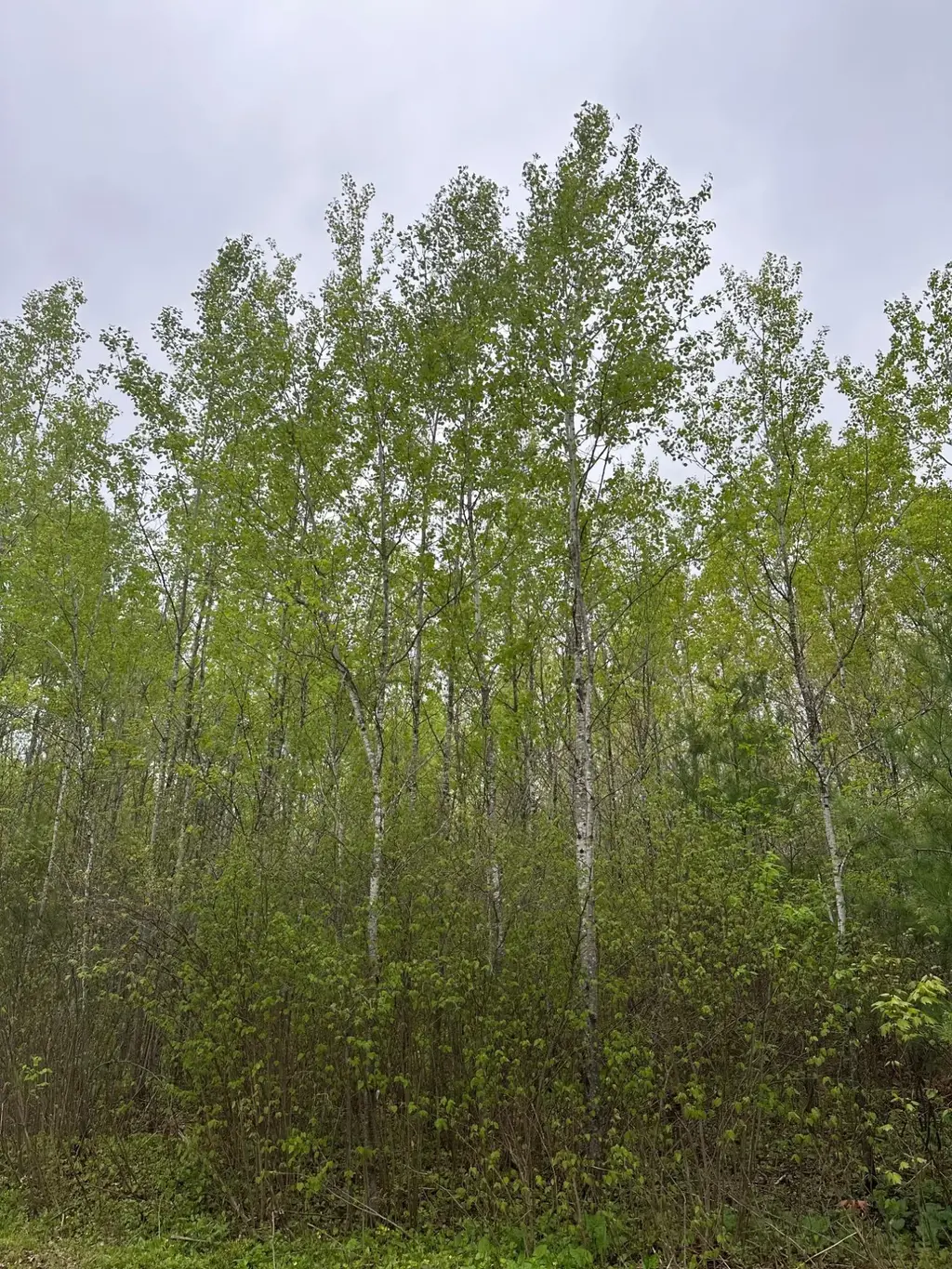 On Burrows Lake Rd # Lot 1 Eld, Tomahawk