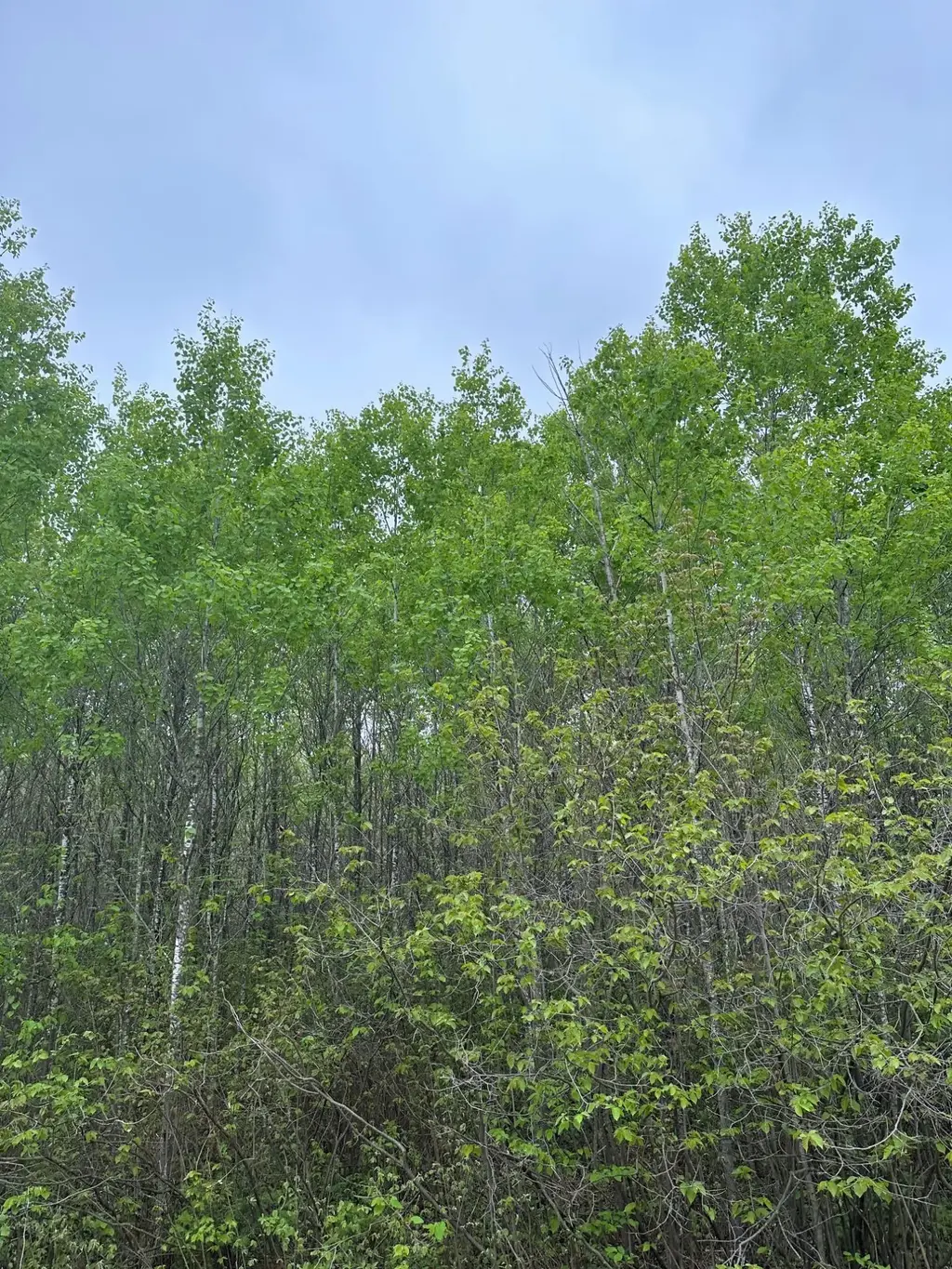 On Burrows Lake Rd # Lot 8, Tomahawk