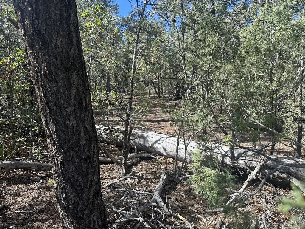 9 Camino Sombreado, Tijeras