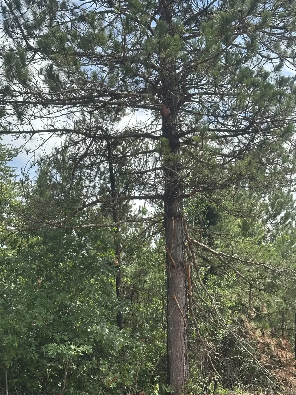 Near Cth Y S # Lot 4 Rns, Tomahawk