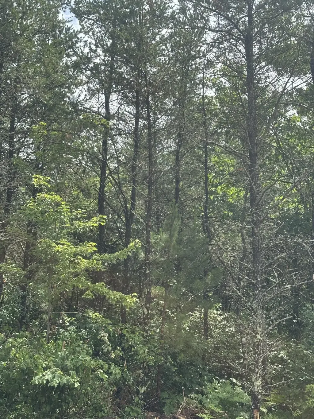Near Cth Y S # Lot 5 Rns, Tomahawk