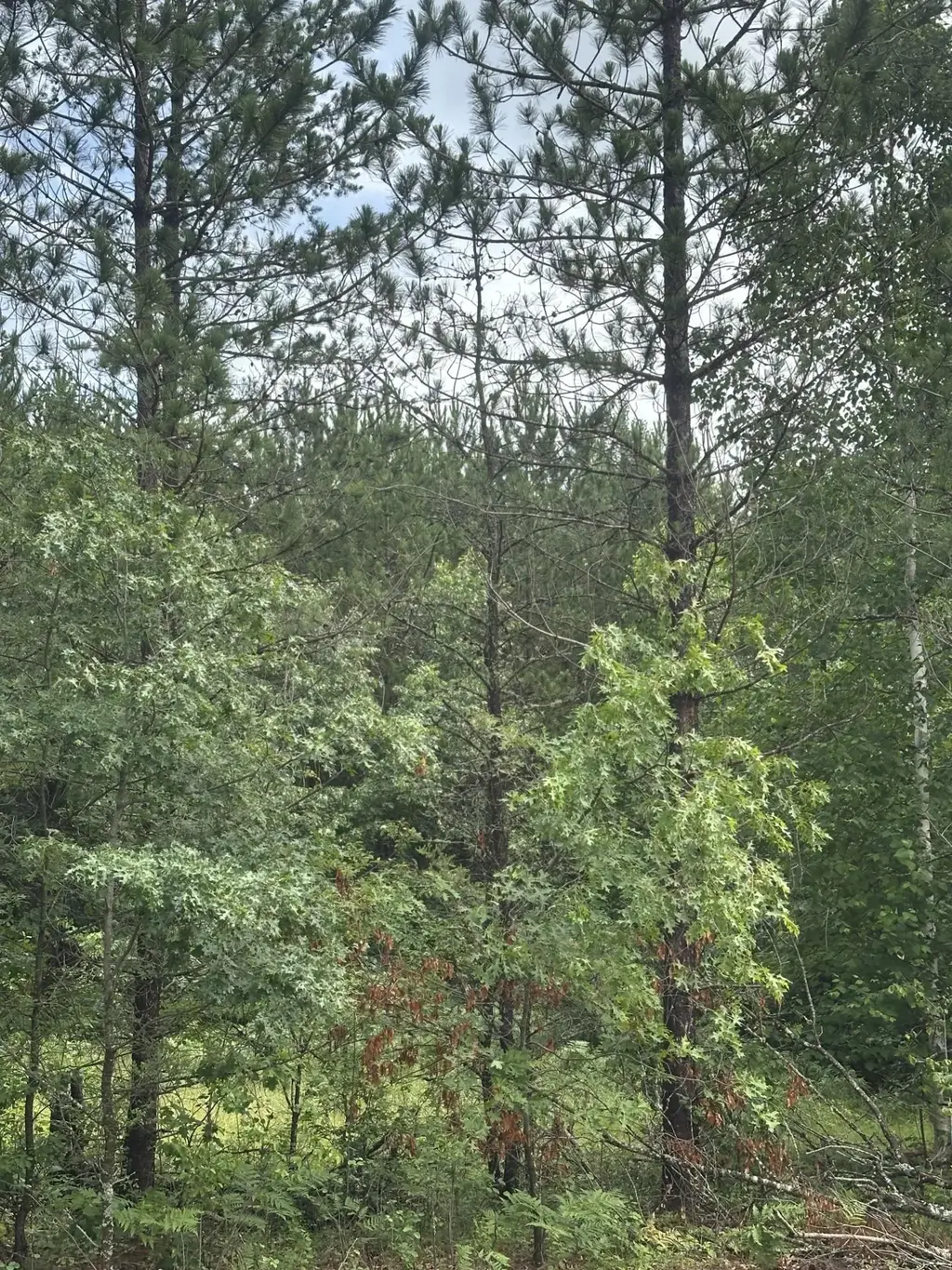 Near Cth Y S # Lot 6 Rns, Tomahawk