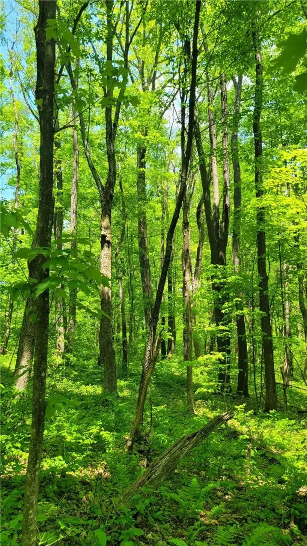 Hawkins Hollow Road , Springfield