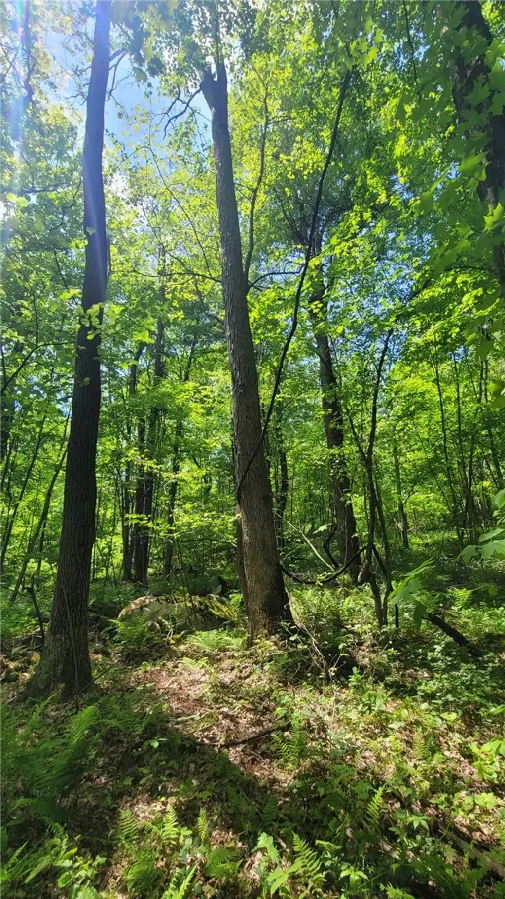 Camp Achievement Road , Springfield