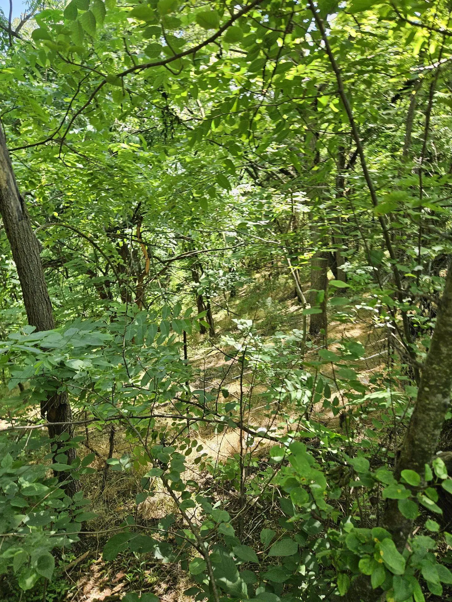 3 Acres Mossy Creek Rd, Mount Solon