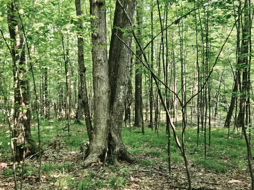Off Hwy 8 # 40acres, Brantwood