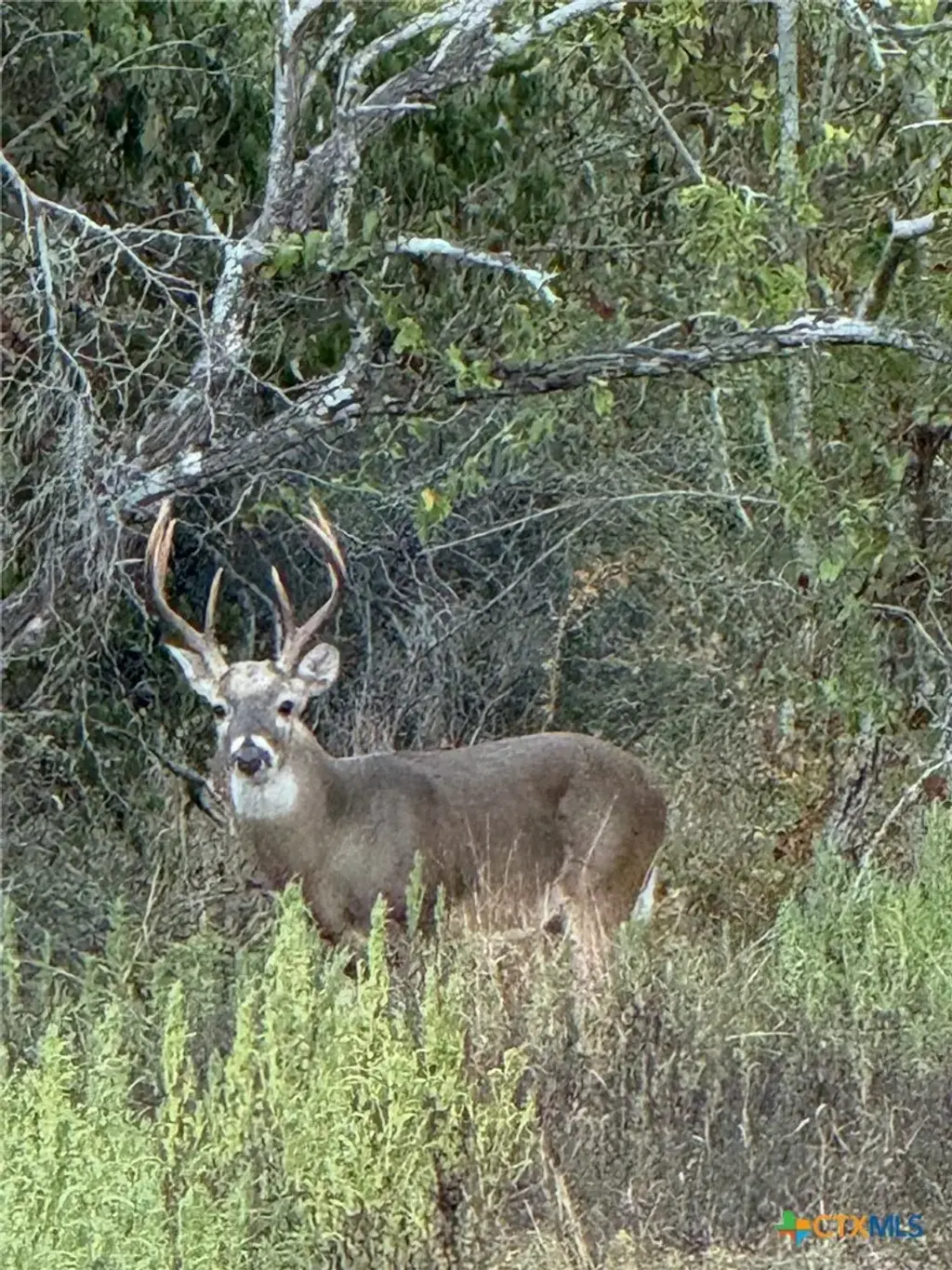 County Road 322, Shiner