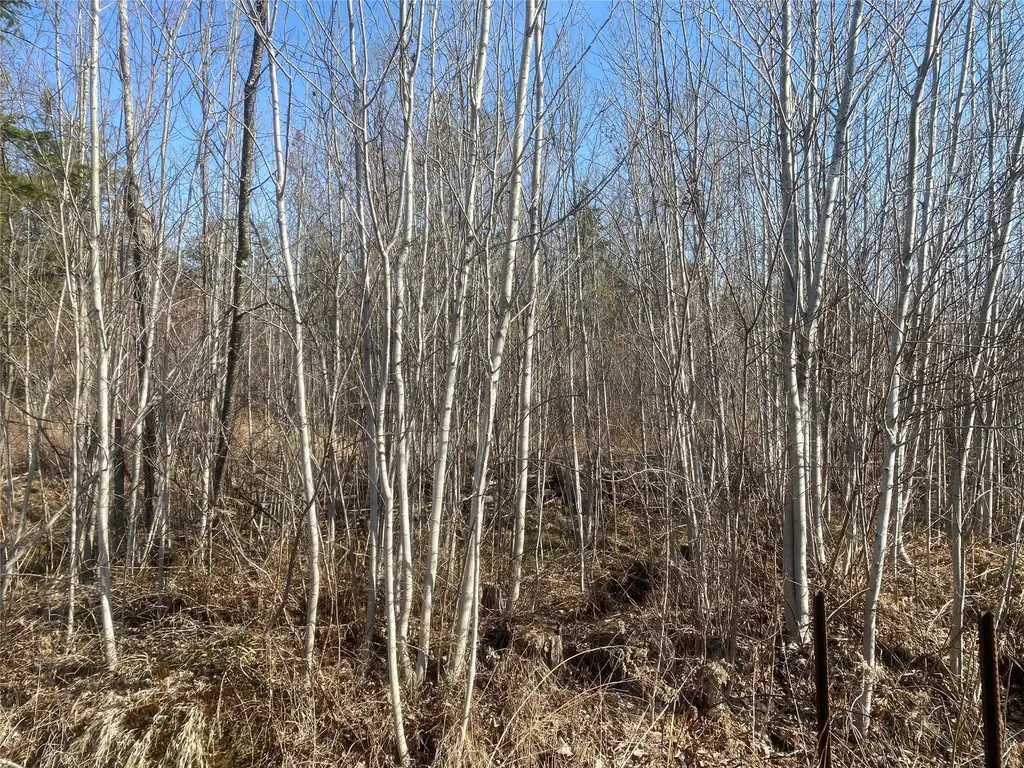 Near Tom Green Road, Solon Springs