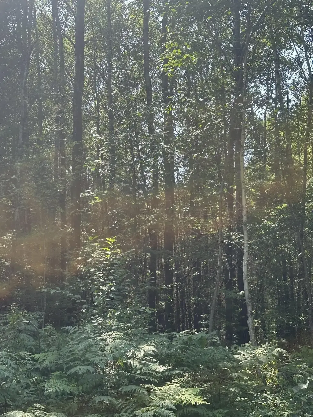 On Pergande Rd # Tract 1079, Rhinelander