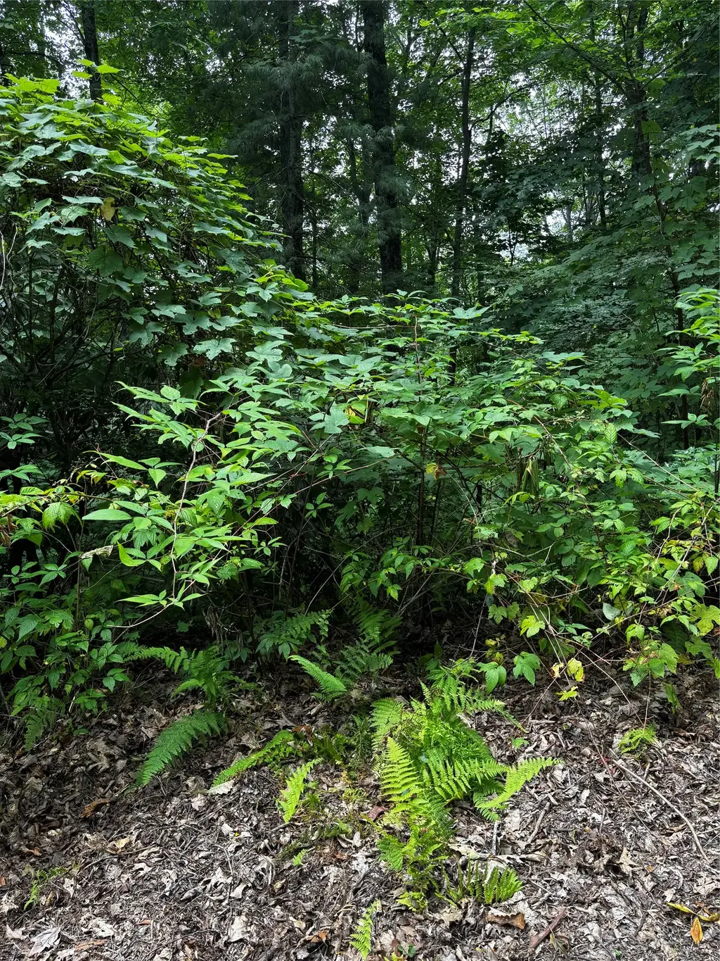 Kettle Creek Road, Cashiers