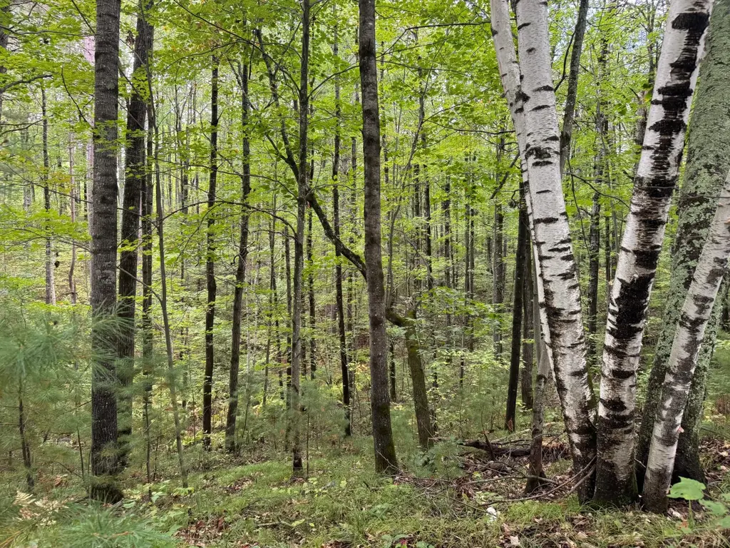 Lot #5 Sutton Rd, Minocqua