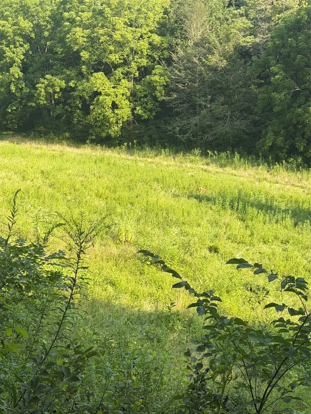 Tbd Lt 39 Trout Creek Road, Glenville