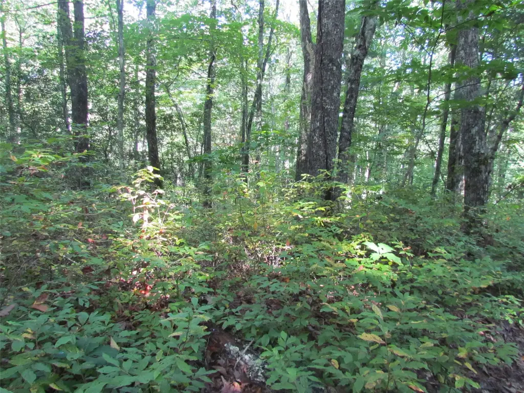 Kettle Creek, Cashiers