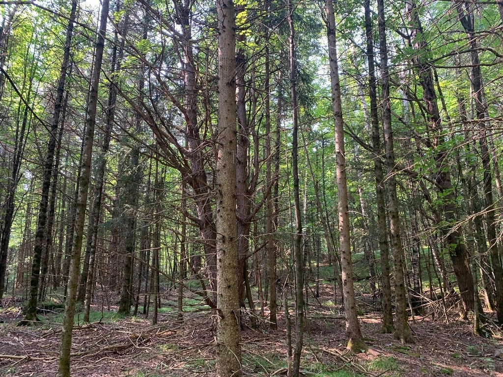 2.50 Ac Turtle Flambeau Dam Rd, Mercer MLS 206067