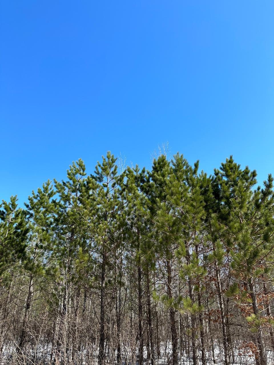 On Lower Kaubashine Rd # 4094-3, 