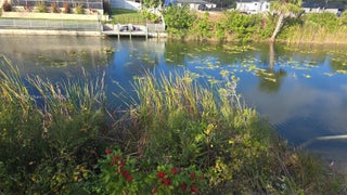 Photo of Listing #A11711176