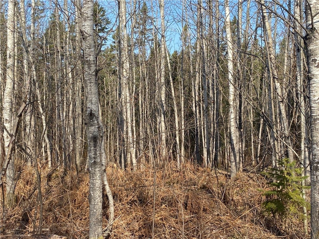 Near Bear Lake Road, Butternut