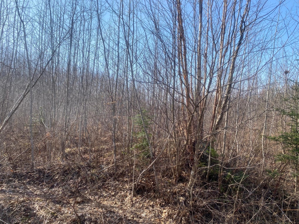 Near Bass Lake Rd, Park Falls