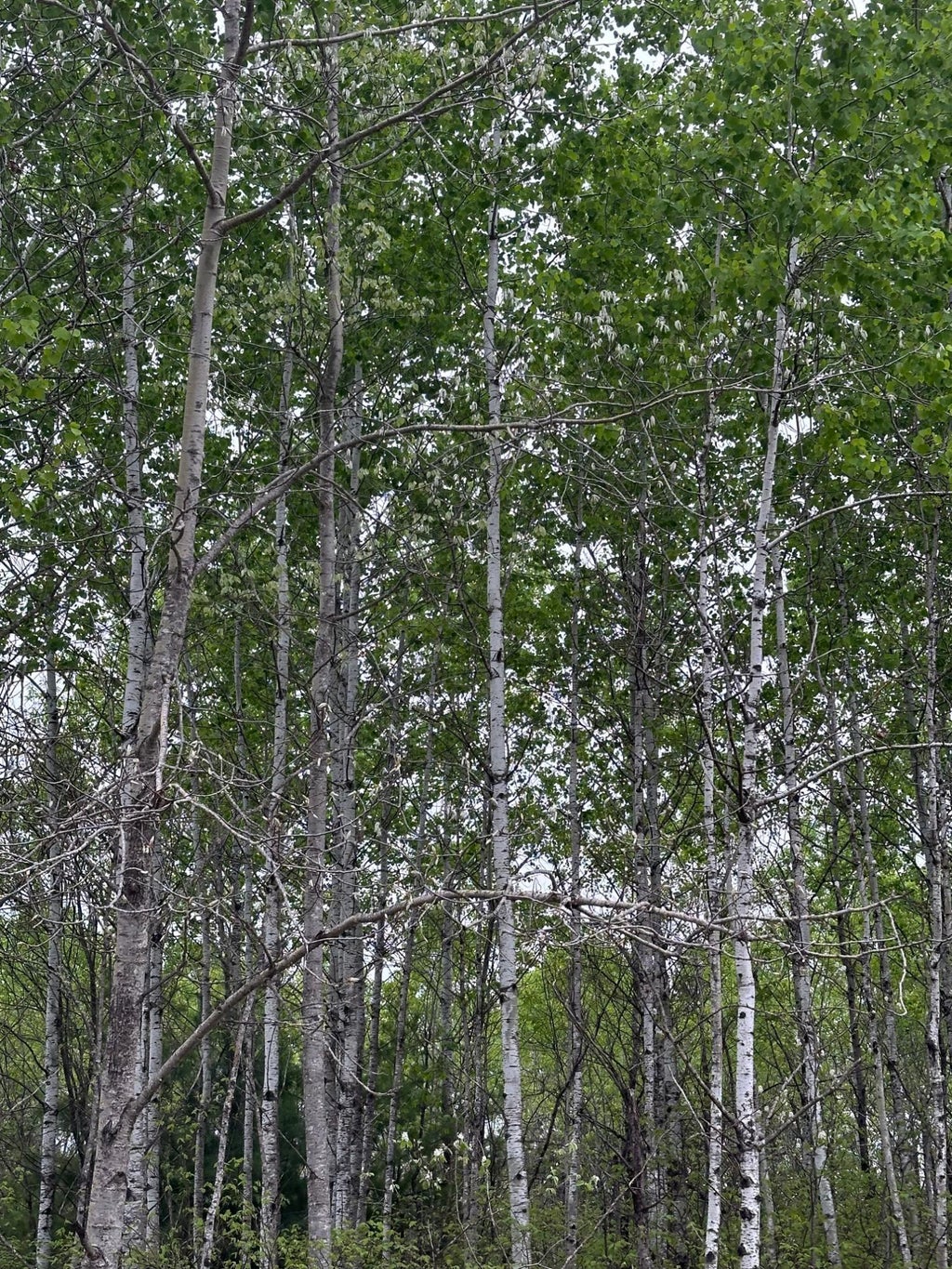 On Kelly Fire Ln # Lot 1, Tomahawk