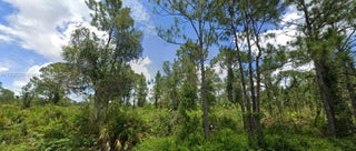 Photo of Listing #A11837290