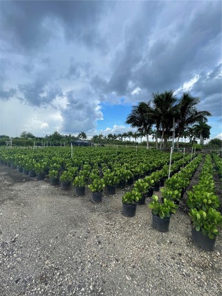 Photo of Listing #A11862691