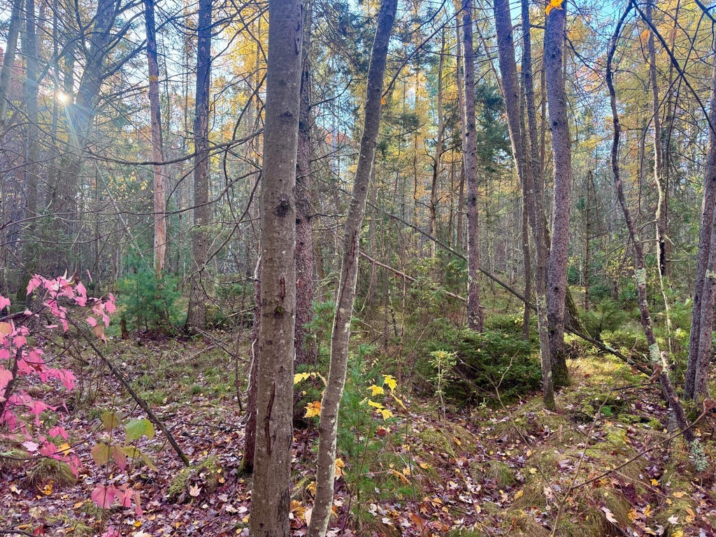 11469 Dale Ct, Minocqua