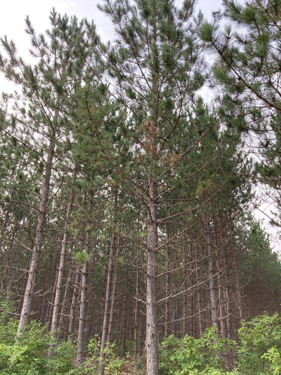 On Kjar Rd, Tomahawk