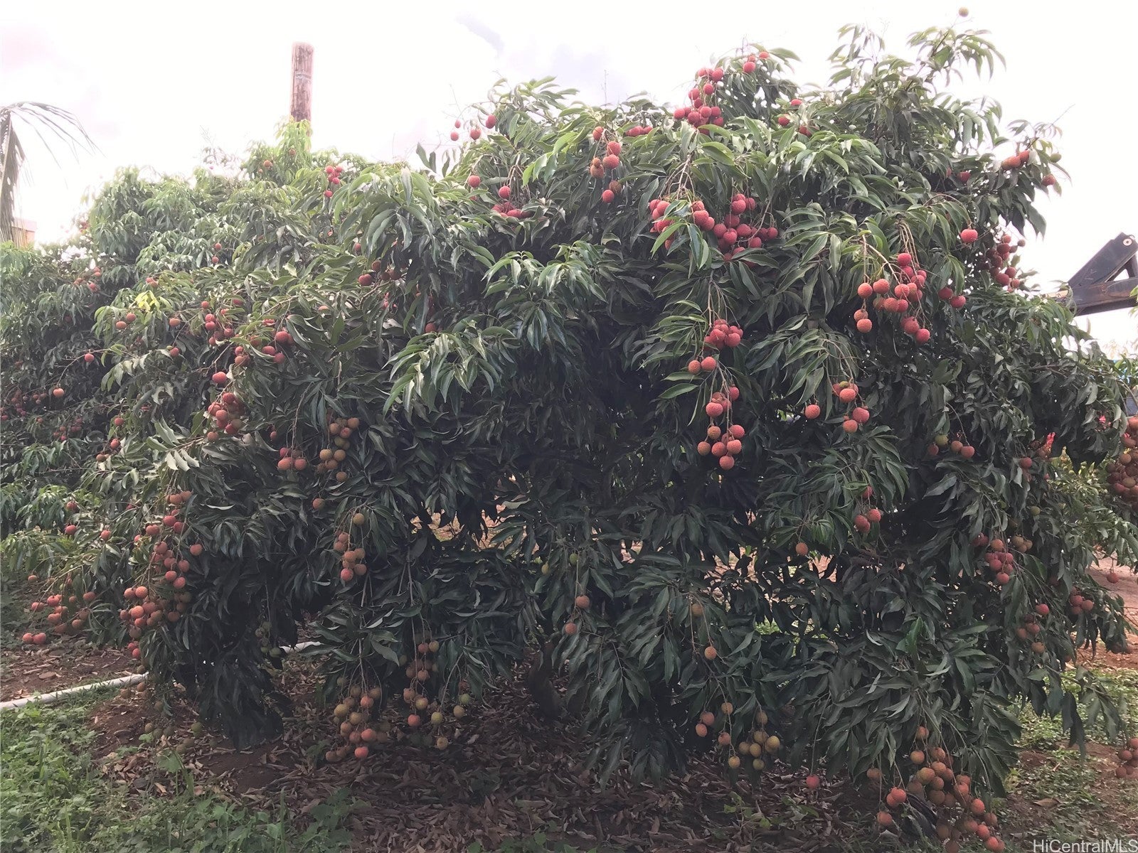 Photo of Listing #202525028