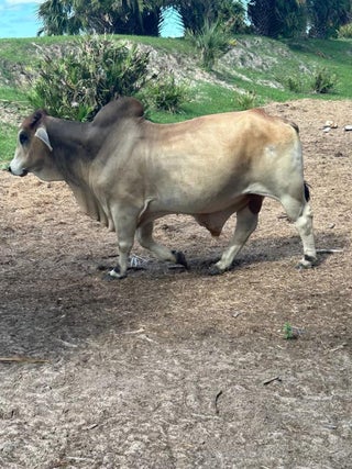 Photo of Listing #A11935255